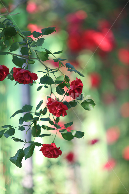 꽃,장미,넝쿨장미,빨강,flower,rose,red,식물,자연,plants,nature,꽃,flower