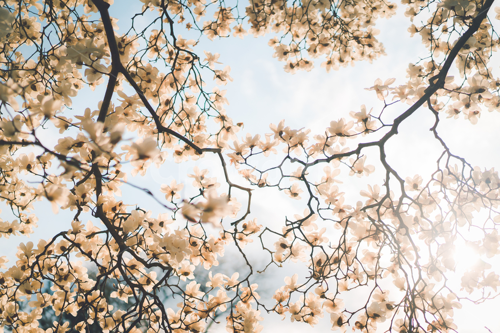 꽃,식물,목련,목련꽃,flower,plant,tree,magnolia,흰꽃