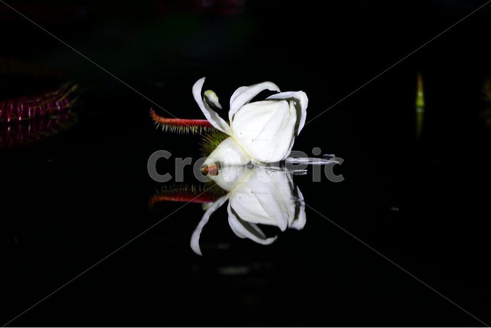 plant,식물,반영,야경,빅토리아,연꽃,연잎,식물,자연,plants,nature,꽃,flower