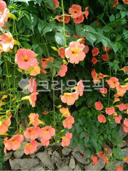 능소화,능소화덩쿨,능소화줄기,돌담,시골집,능소화꽃