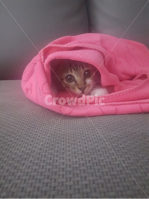 고양이새끼,고양이,kitten,cat,동물,pet,animal