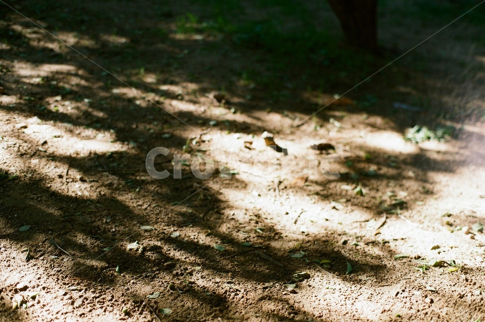 그림자,shadow,나무그림자,공원,햇빛,sunshine,park,공원풍경,여름공원,여름분위기,따뜻한,아늑한,자연,필름사진,필름카메라,바닥,흙바닥,ground,실루엣,그림자,silhouette,shadow