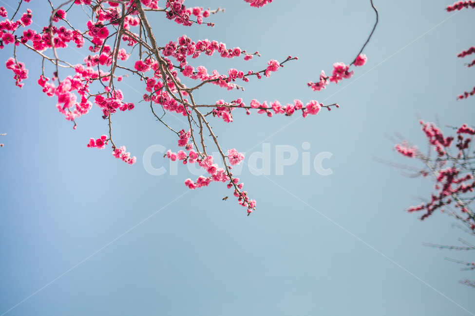 홍매화,매화,식물,꽃,봄꽃,plant,flower,하늘,핑크,봄,sky,nature,봄,계절,spring,season,식물,자연,plants,nature,꽃,flower