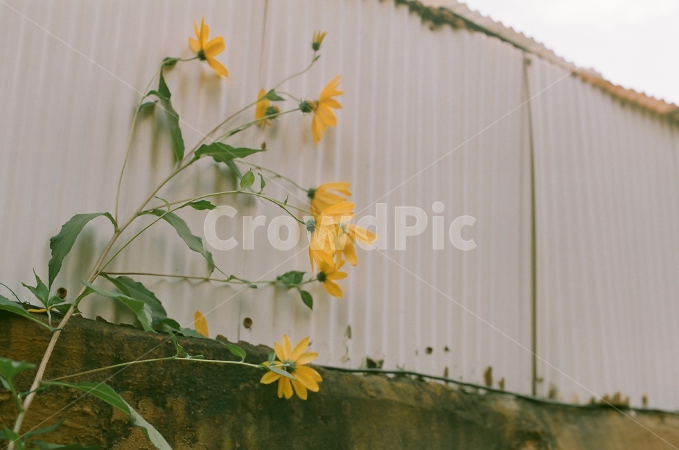 자연,노란꽃,따뜻한색감,꽃,필름,감성,빈티지,식물,자연,plants,nature,꽃,flower