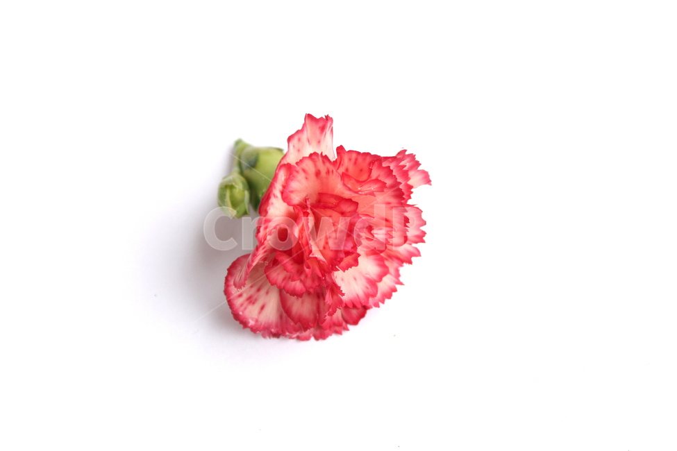 꽃,카네이션,분홍색,carnation,clovesflower,핑크,감사,어버이날,스승의날,carnationflower,flower,fresh,green,pink,pinkcloves,pinkclovesflowers,red,꽃,flower,가족,패밀리,family,기념일,축하,anniversary,congratulation,celebrate,celebration,누끼,remove background