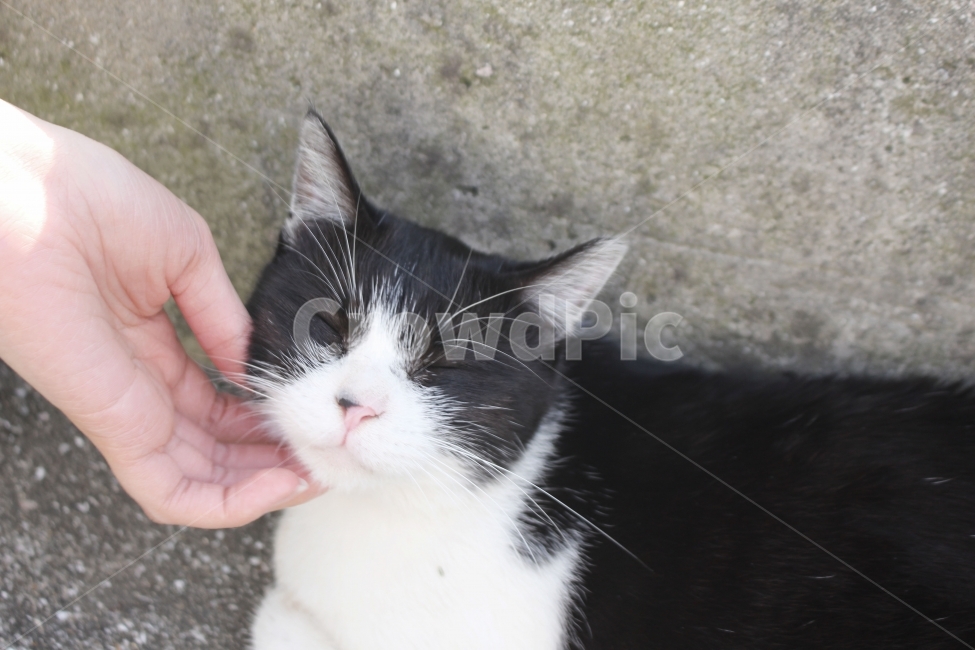고양이,동물,반려동물,가족,교감,동물,animal,포유류,mammal,고양이,cat,kitten,kitty