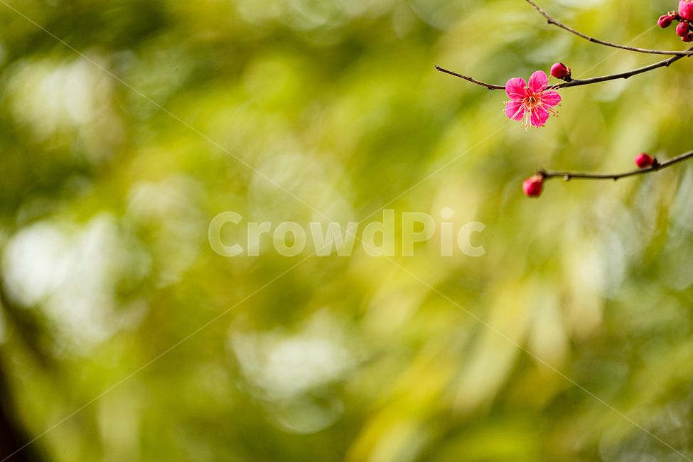 plant,식물,매화,장미과,홍매,꽃,flower,봄,계절,spring,season