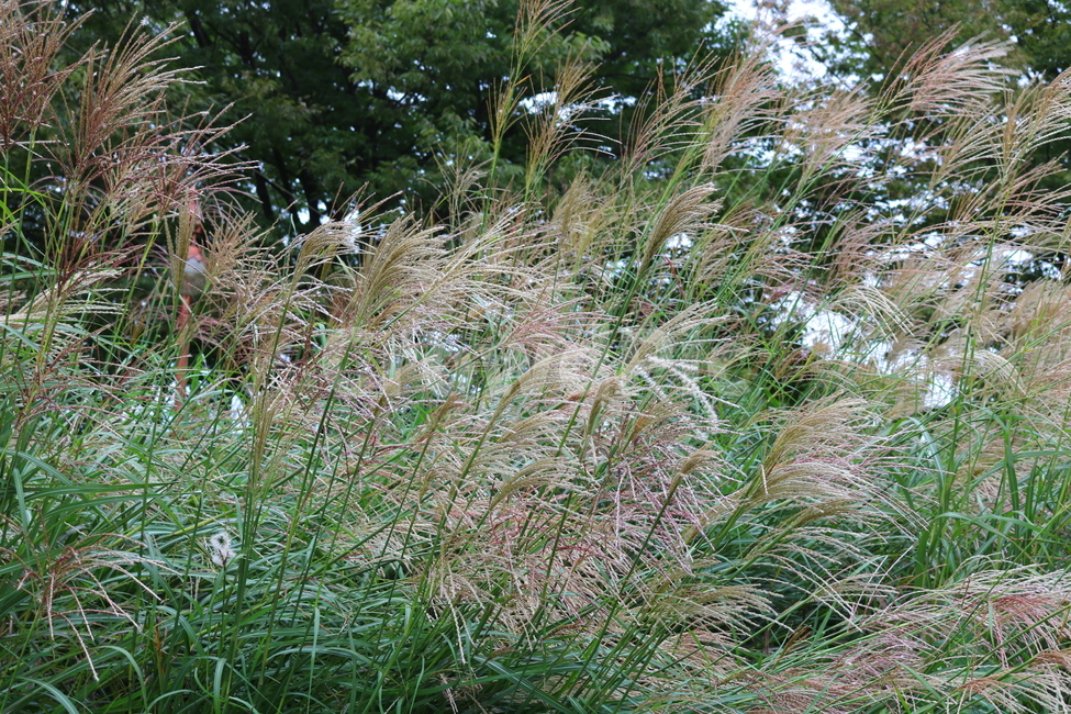 억새,풀,억새풀,식물,자연,벼과,벼과식물,들풀,두영,식물,자연,plants,nature