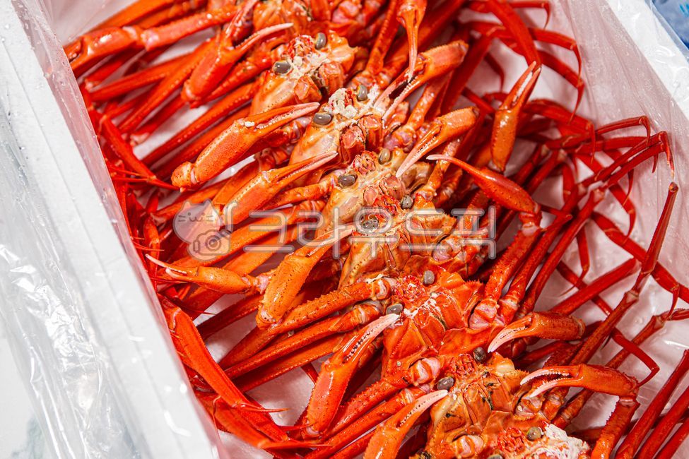 홍게,게,대게,동해안홍게,영덕대게,구룡포홍게,후포홍게