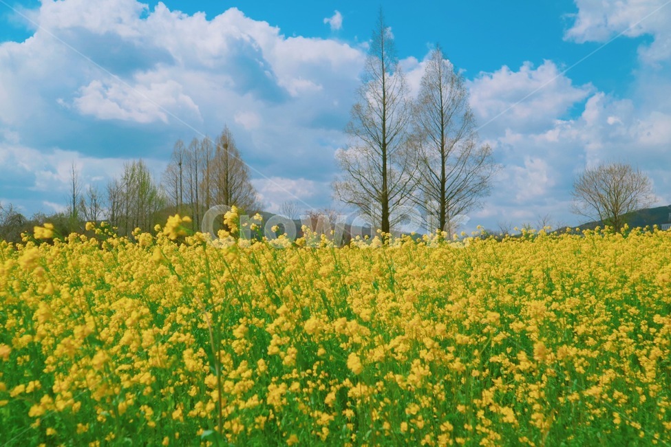 유채꽃,봄,꽃,노랑색,하늘,나무,봄,계절,spring,season,자연,풍경,nature,landscape,outdoors,옥외,grassland,목초지,field,들