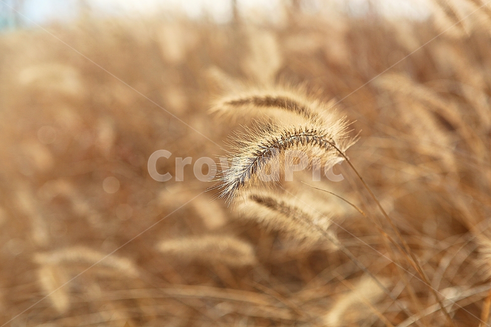 강아지풀,강아지풀꽃,꽃,잡초,가을,풀,공원,야외,가을,계절,fall,autumn,season,식물,자연,plants,nature