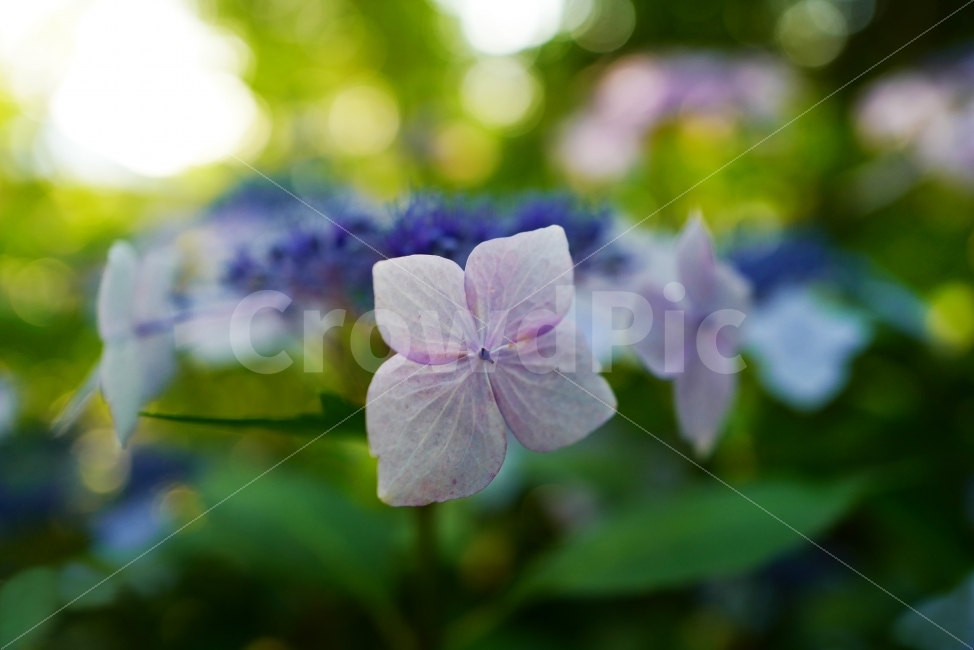산수국,수국,꽃,예쁜꽃,꽃사랑,식물,자연,plants,nature,꽃,flower