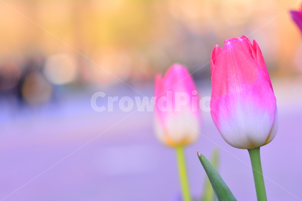 튤립,봄꽃,tulip,봄이미지,보케,봄날,spring,튤립축제,구근식물,flowers,식물,아름다운,공원,꽃축제,배경,바탕,beautiful,예쁜,화려한,가든,화단,정원,garden,두송이,분홍색,핑크색,꽃봉오리,식물,자연,plants,nature,꽃,flower,색깔,색상,색채,색감,color sense,color sensitivity,feeling of color