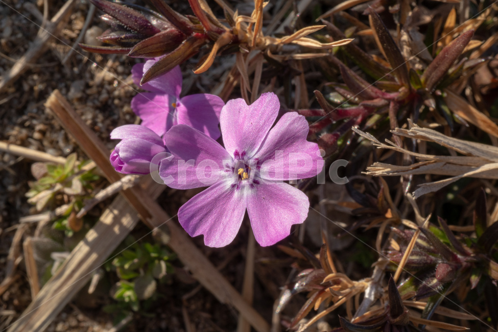 봄꽃,들에핀꽃,flowersinthefield,섬진강변꽃,springflowers