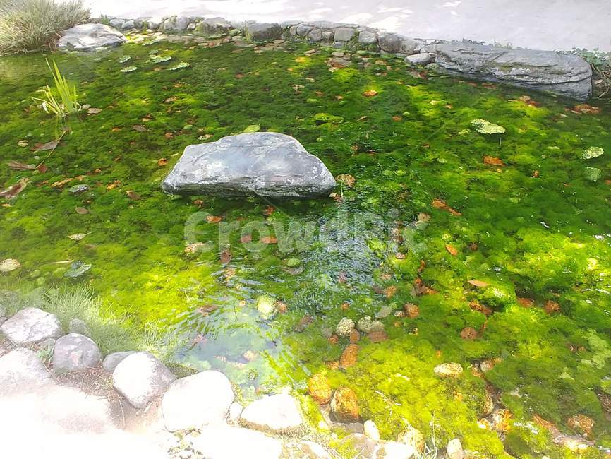 연못,호수,호숫가,정원,공원,개울,식물,수중식물,초록,lake,plant,garden,gardenning,gardenpark,park,aquaticplant,salotusflower