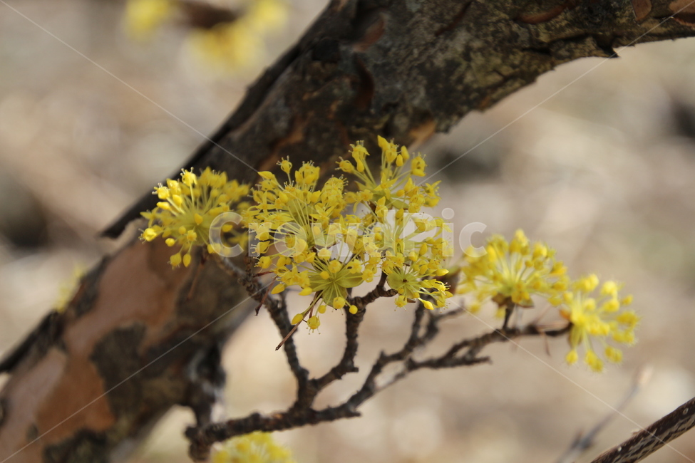 산수유,꽃,층층나무,식물,구례산수유축제,봄,계절,spring,season,식물,자연,plants,nature,꽃,flower,plant,tree,나무