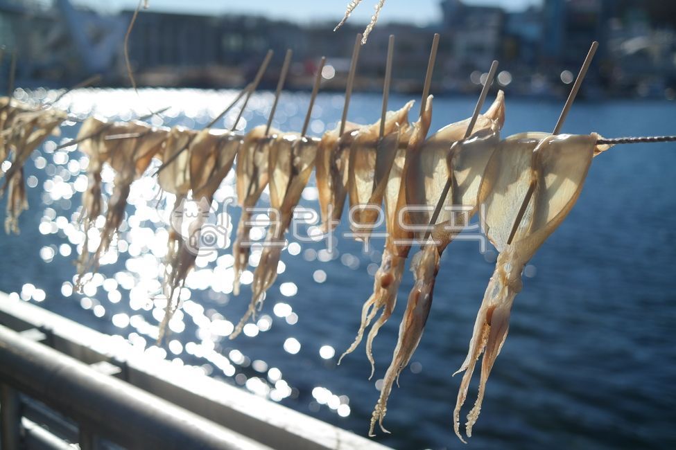 seafood,fishing,dried squid,dry,sea breeze,Semidried squid,food,dried fish,driedsquid,fishing village,ocean,calamari,weather,ingredients,squid
