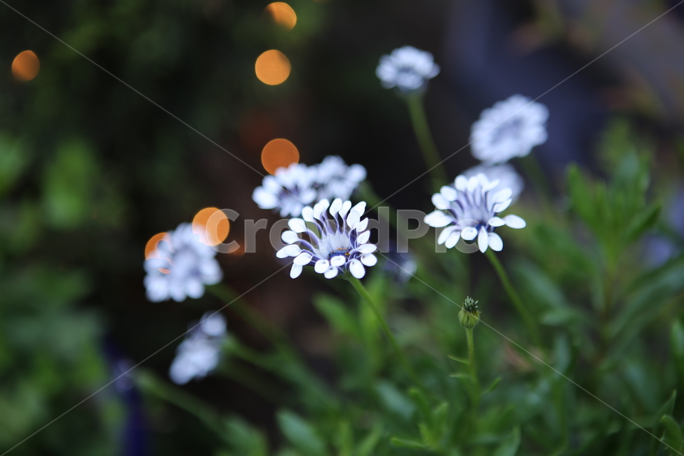 꽃,시계,자연,배경,특이한,식물,자연,plants,nature,꽃,flower