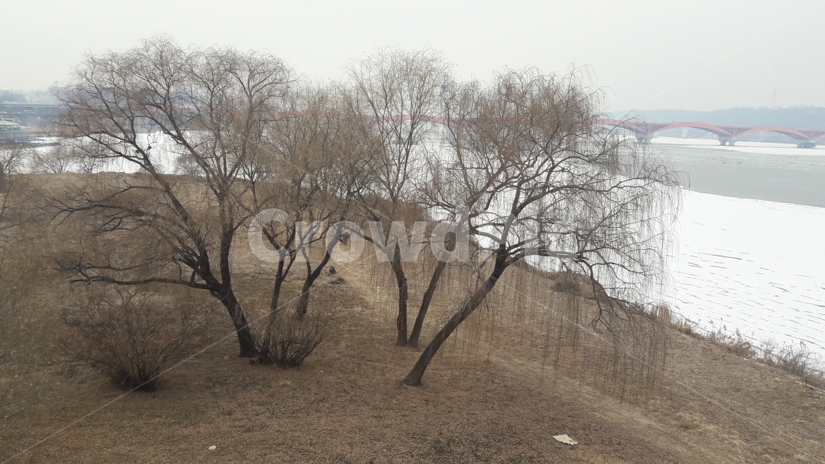 한강,겨울,나무,얼음,눈,겨울,계절,winter,season,식물,자연,plants,nature