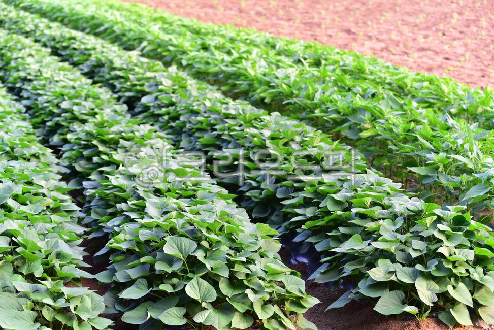 고구마밭,고구마,밭,밭농사,잎,고구마잎,고구마줄기,줄기,녹색,그린,초록,참깨,참깨잎,잘자란,무성한,고구마농사,토양,흙,농사,농촌,시골,소복한,덩굴식물,식물,자연,농업,밭고랑,plants,nature,field,farming,village,agriculture,farmingindustry,농업,농사,agriculture,farming,farming industry