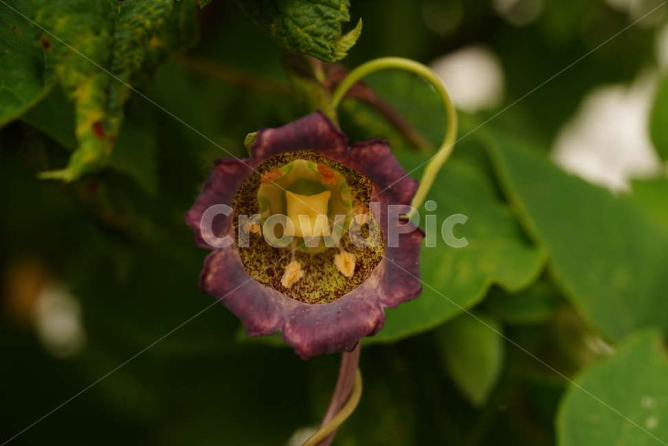 더덕,꽃,식물,여름,계절,자연,덩굴식물,약초,초롱꽃과,codonopsis,plants,nature,season,summer,flower,식물,자연,plants,nature,꽃,flower