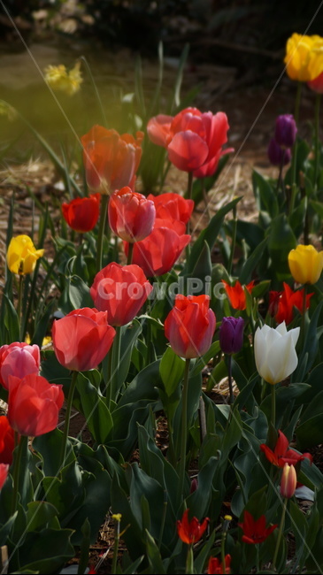 튜립,튜립꽃,꽃,자연,풍경,봄,계절,spring,season,식물,자연,plants,nature,꽃,flower,plant,blossom