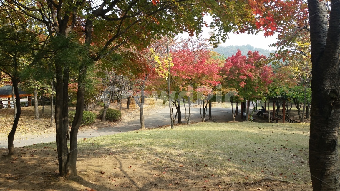 가을,공원,나무,벤치,단풍,낙엽,울긋불긋,한적한