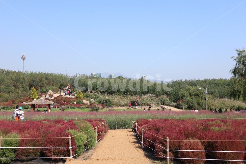 하늘공원,댑싸리,풀,식물,가을,한국,공원