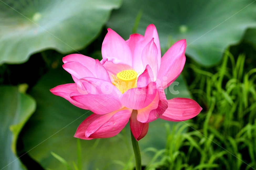 꽃,식물,연꽃,flower,수초,속씨식물,lotus,식물,자연,plants,nature,꽃,flower