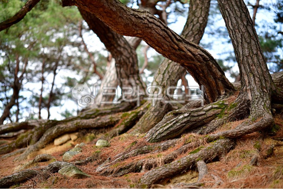 pine tree,tree trunk,protected tree,plant,tree roots