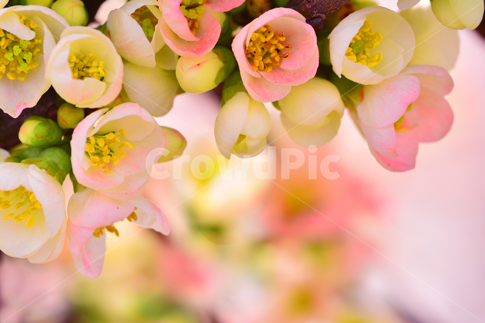 봄꽃,봄이미지,감성,아름다운,꽃,꽃소식,flowers,beautiful,화려한,화사한,정원,가든,앞마당,plants,spring,pretty,예쁜,garden,feeling,emotion,sensible,명자나무,분홍색,핑크색,우아한,뷰티풀,macro,접사,마크로,클로즈업,봄,계절,spring,season,식물,자연,plants,nature,꽃,flower,감성,sensible,feeling,색깔,색상,색채,색감,color sense,color sensitivity,feeling of color,plant