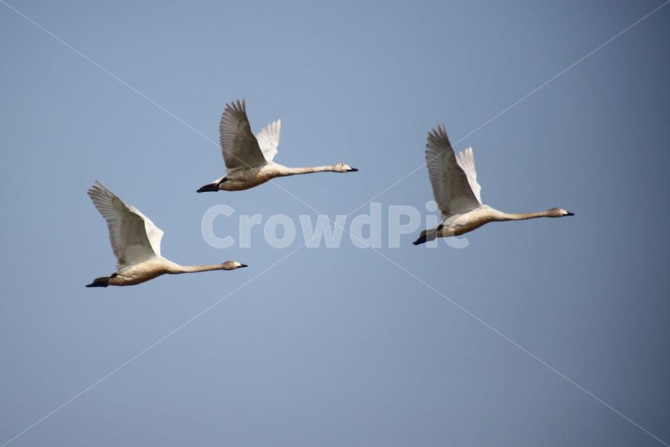 animal,동물,bird,새,고니,백조,철새,swan,큰고니