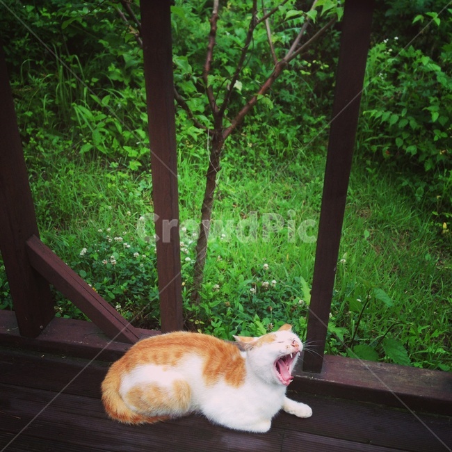 길고양이,고양이,cat,cute,하품,반려묘,집사,한가로움,여유로움,여행,sensible,휴가,travel,일상,trip,여행하다,동물,animal,도둑고양이,동물,animal,포유류,mammal,고양이,cat,kitten,kitty