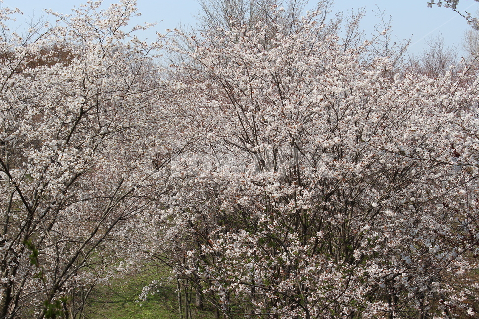 벚꽃,꽃몽우리,봄,하늘,나뭇가지,봄,계절,spring,season,자연,풍경,nature,landscape,plant,식물,flower,꽃,blossom