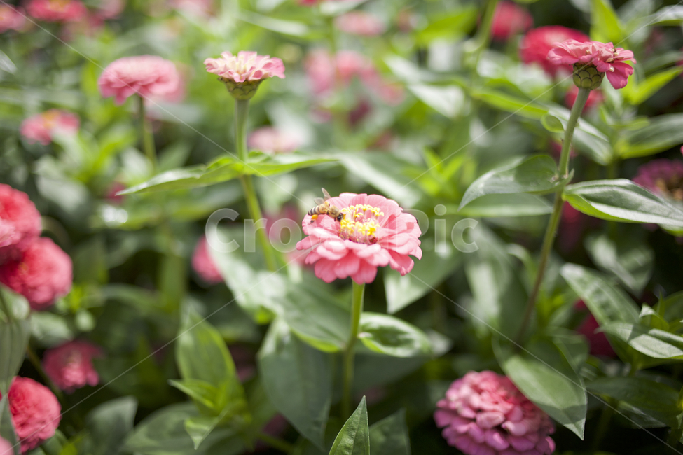 꿀벌,벌,꽃,꽃밭,백일홍,식물,flower,식물,자연,plants,nature,꽃,flower
