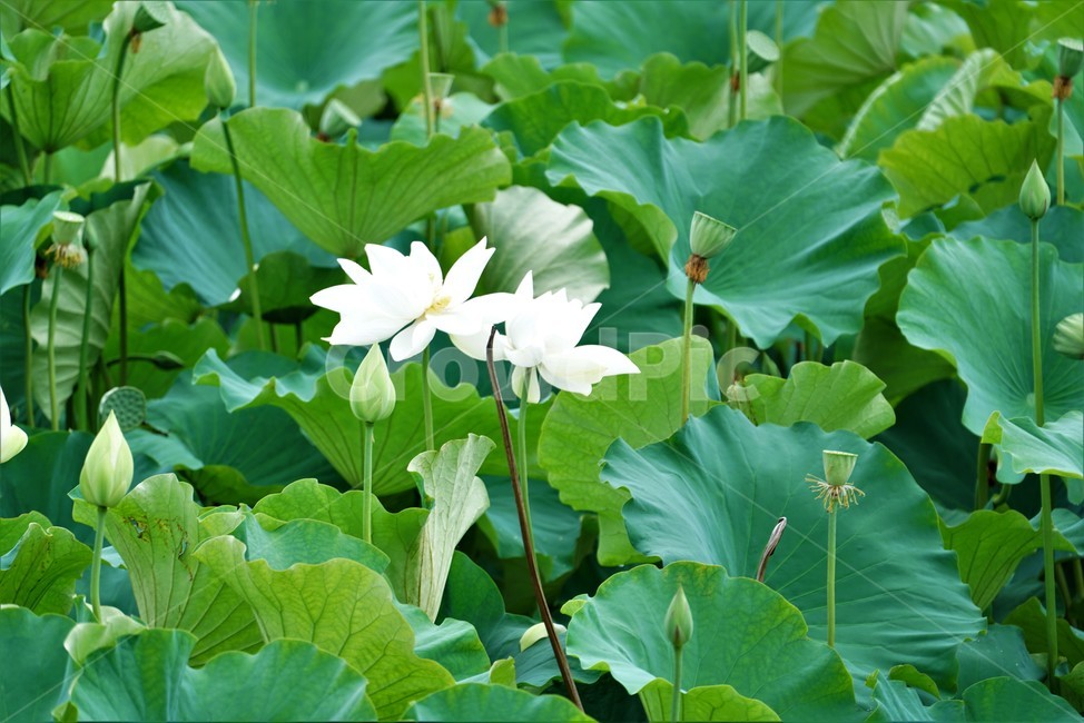 연꽃,백련,련꽃,lotus,수련과,수중식물,담수초,식물,땅속줄기
