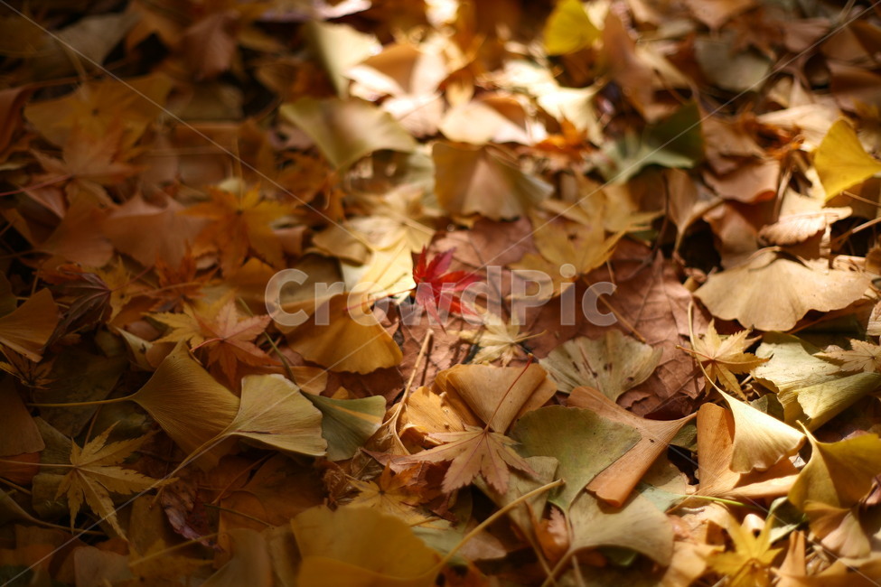 tree,나무,plant,식물,나무줄기,공원,자연,단풍,가을,계절,fall,autumn,season,자연,풍경,nature,landscape