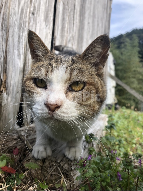 고양이,cat,동물,animal,수염,동물,animal,포유류,mammal,고양이,cat,kitten,kitty