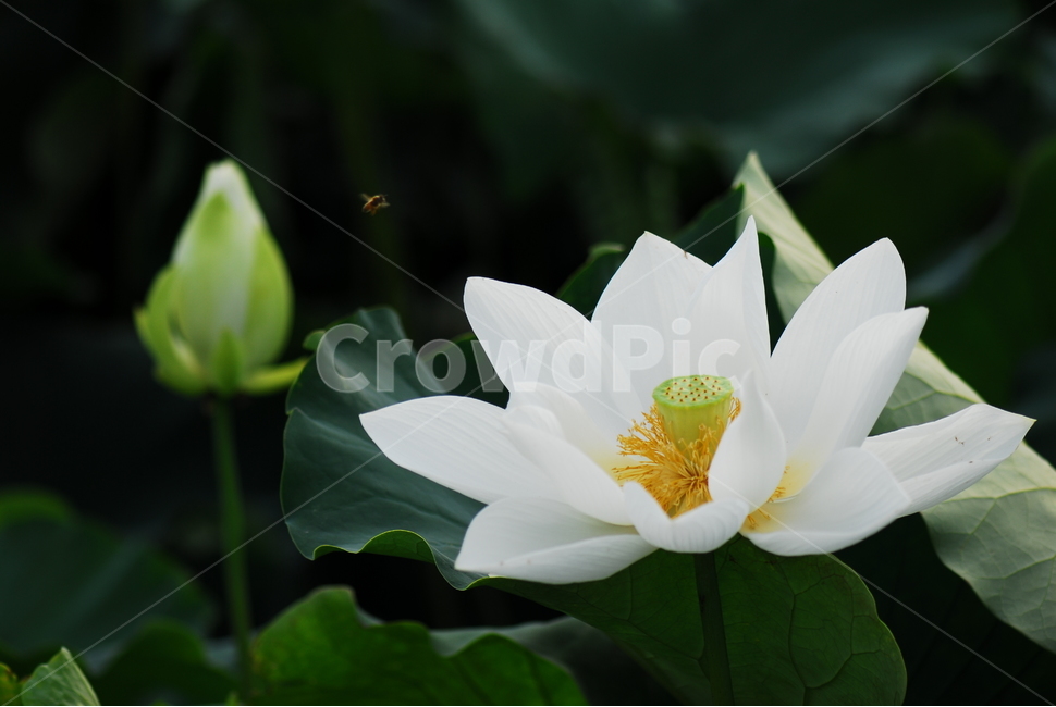 꽃,연꽃,관곡지,불교,여름,식물,자연,plants,nature,꽃,flower