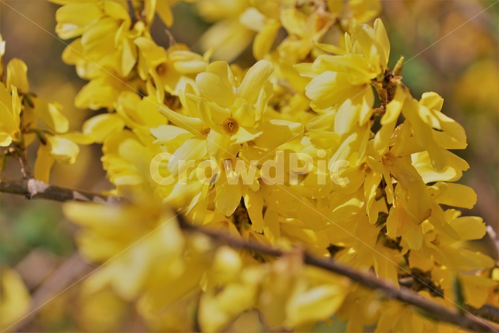 봄,개나리,봄꽃,식물,자연,노란색,계절,spring,season,beauty,flower,nature,봄,계절,spring,season,식물,자연,plants,nature,꽃,flower,plant,leaf,잎