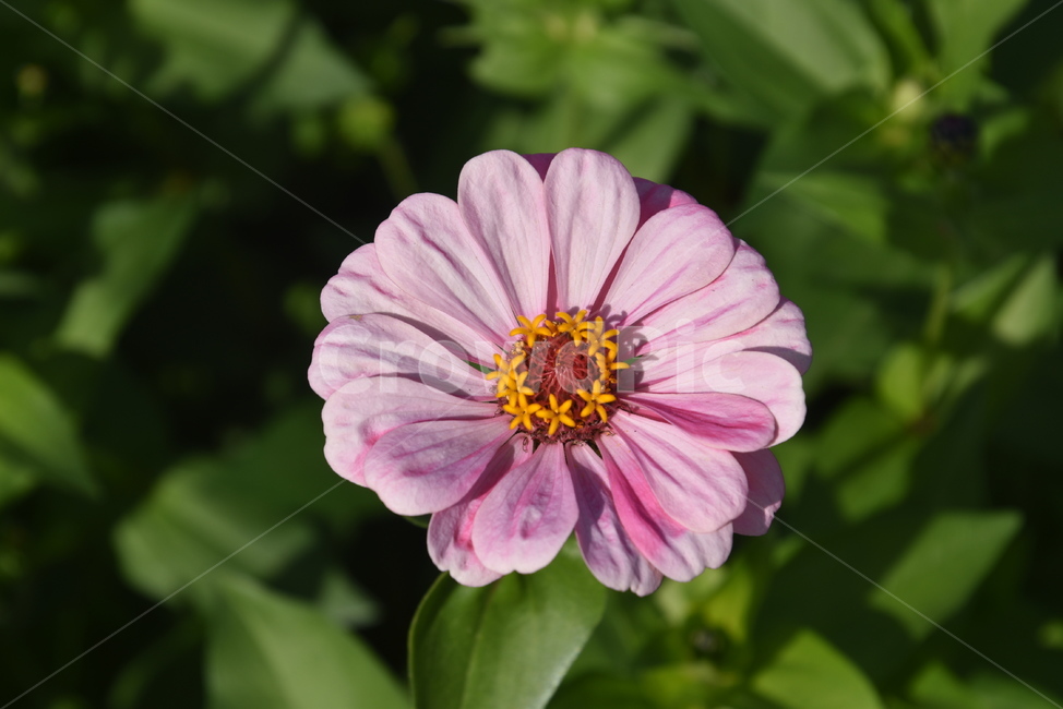 plant,식물,꽃,데이지,백일홍,식물,자연,plants,nature,꽃,flower