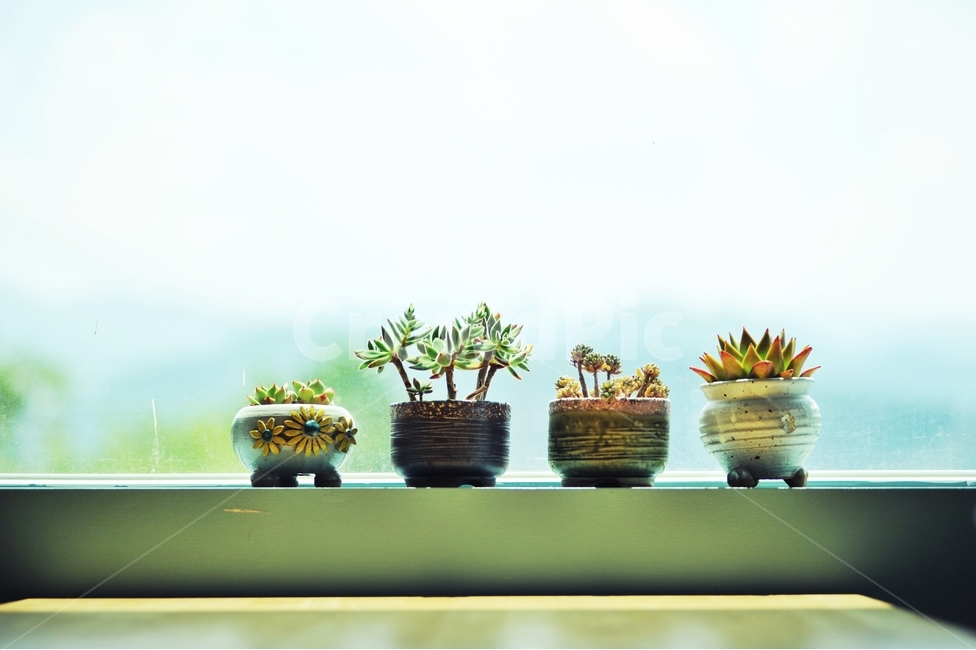 식물,다육이,다육식물,화분,장식,창문,실내용화초,화분,화초,house plant,인테리어,실내디자인,interior design