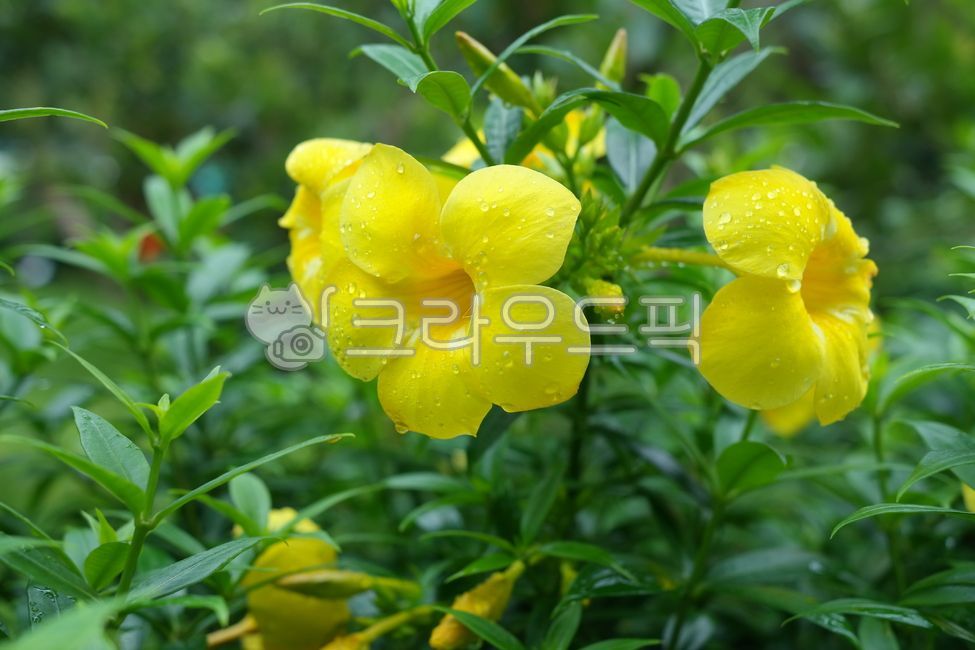 splendor,green,Allamanda,nature,yellow,yellow bell,golden trumpet,leaf,Cathartica,raindrop,flower,spring,water drop,petal,Dew,plant,season,garden