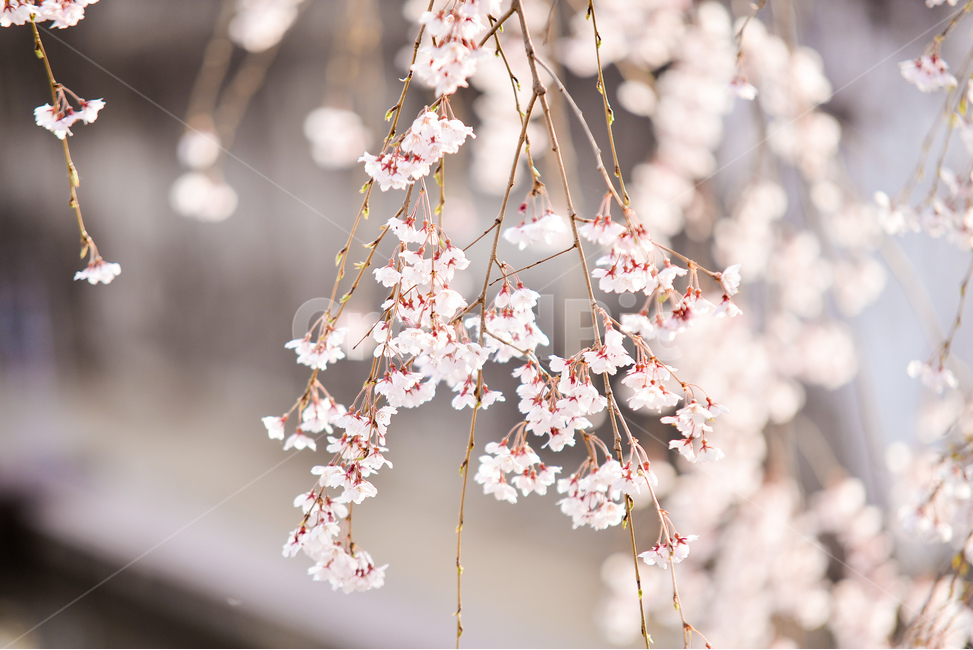분홍,꽃,벚꽃나무,나무,핑크,벚꽃,하늘,분위기,감성,봄,계절,spring,season,식물,자연,plants,nature,꽃,flower,plant,cherry blossom,blossom