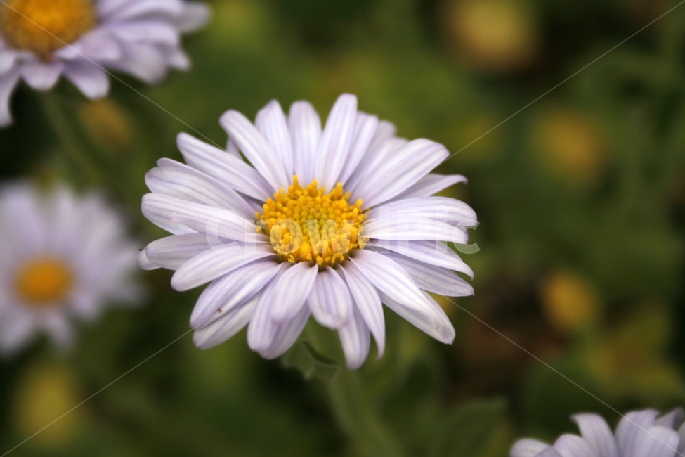 해국,꽃,국화,flower,식물,식물,자연,plants,nature,꽃,flower