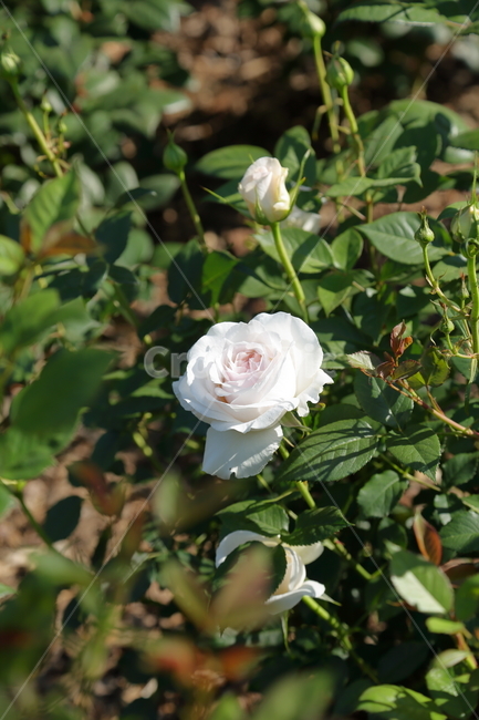 장미,장미꽃,꽃,rose,flower,백장미,하얀장미,5월,6월