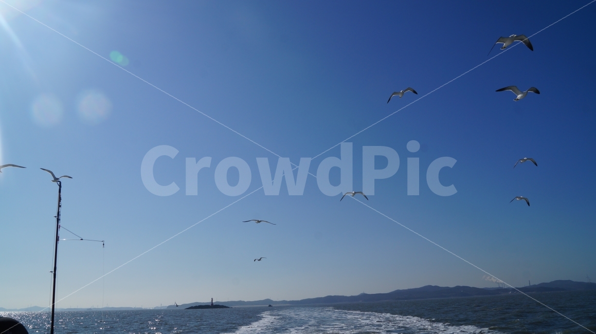 바다,갈매기,낚시,풍경,자연,자연,풍경,nature,landscape,동물,animal,조류,새,birds,adventure,모험,leisure activities,레저 활동,bird,flying,나는,gliding,활공