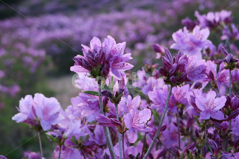 철쭉,황매산,합천,flower,꽃,식물,plants,분홍,보라빛,해질녘,꽃축제,예쁜,beautiful