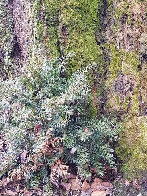 식물,나무,자연,풀,성장,식물,자연,plants,nature