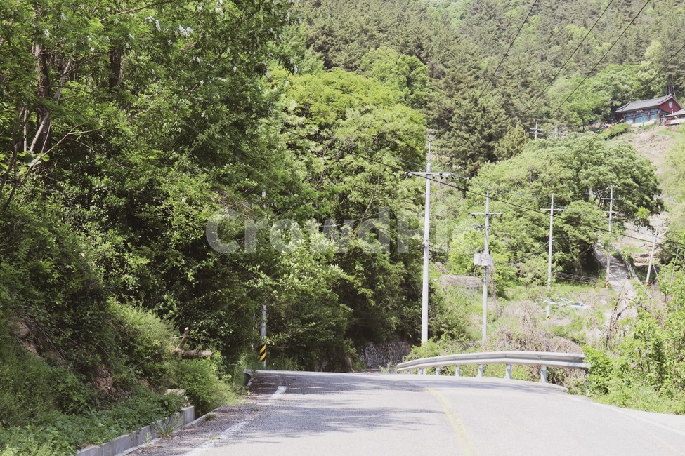 이차선도로,도로,나무,자연,전봇대,한적함,자연,풍경,nature,landscape,road